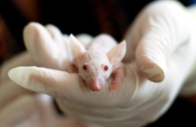 tecnologia que substitui testes em animais de laboratórios pesquisas